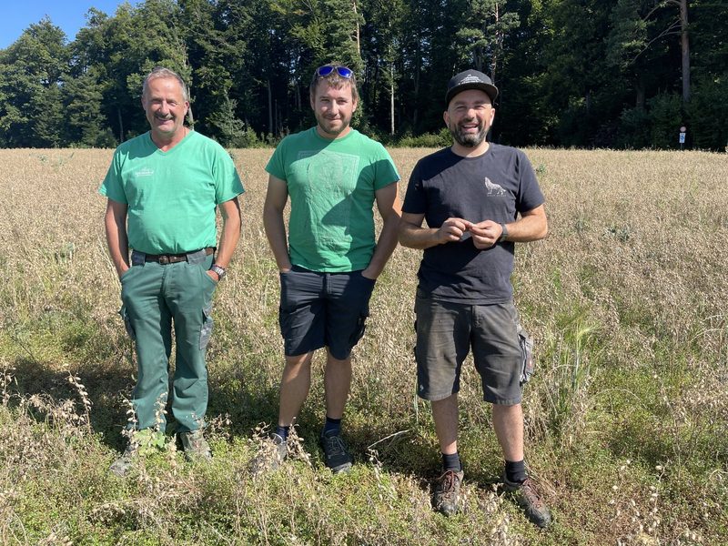 Kichererbsen-Anbau im Kanton Baselland: Landwirtschaftsinnovationen trotz Herausforderungen