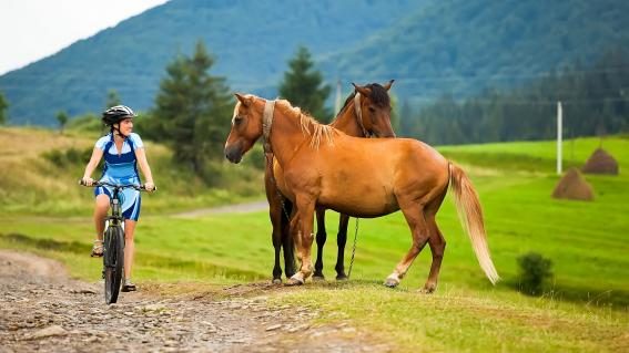 Mountainbikerin und Pferde