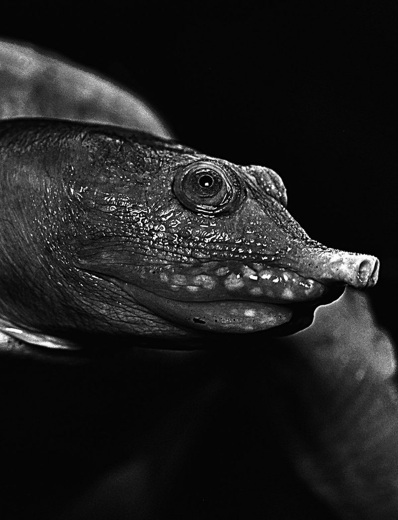 Faszination Reptilien der Welt, im Terrarium und Freiland