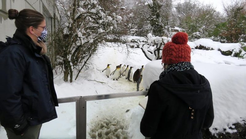 Severin Dressen vor den Königspinguinen im Gehege während dem Lockdown im Zoo Zürich