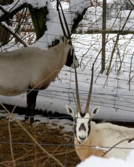 Oryx im Schnee im Lockdown im Zoo Zürich