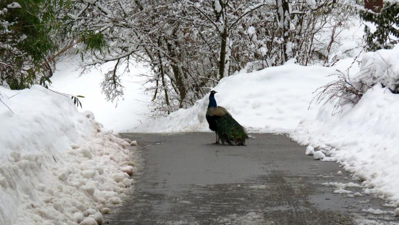 Pfau im Zoo Zürich auf Weg mit Schnee