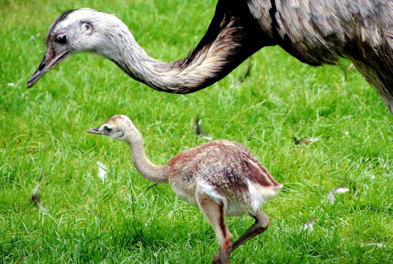 Die besten Väter im Tierreich