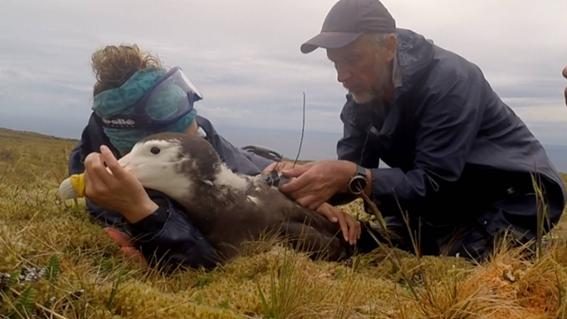 Junger Albatros wird besendert