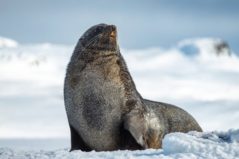 Weltnaturschutzunion (IUCN): Kaiserpinguin und Seebären gelten erstmals als «stark gefährdet»
