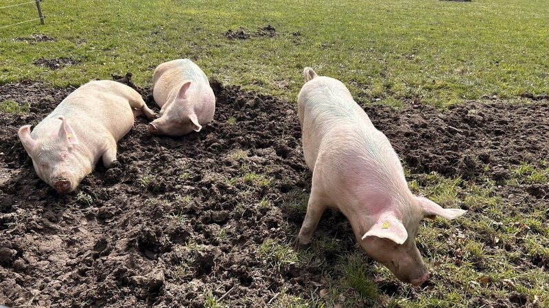 Schweine in ihrer natürlichen Umgebung erleben und erforschen