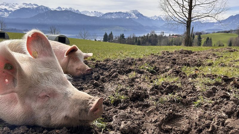 Schweine in ihrer natürlichen Umgebung erleben und erforschen