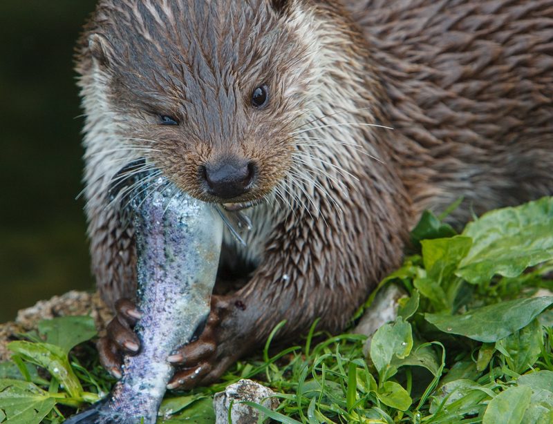 Der Fischotter: Anpassungsfähiger Rückkehrer