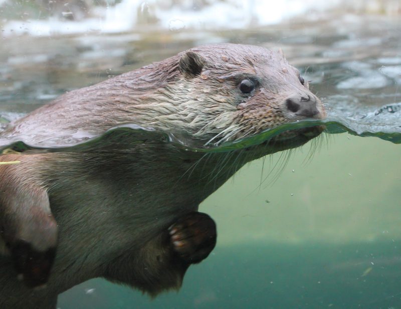 Der Fischotter: Anpassungsfähiger Rückkehrer