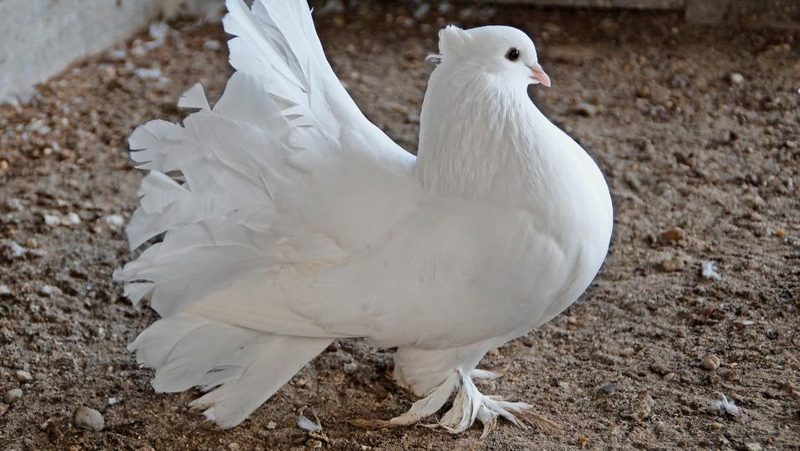 Indische Pfautaube