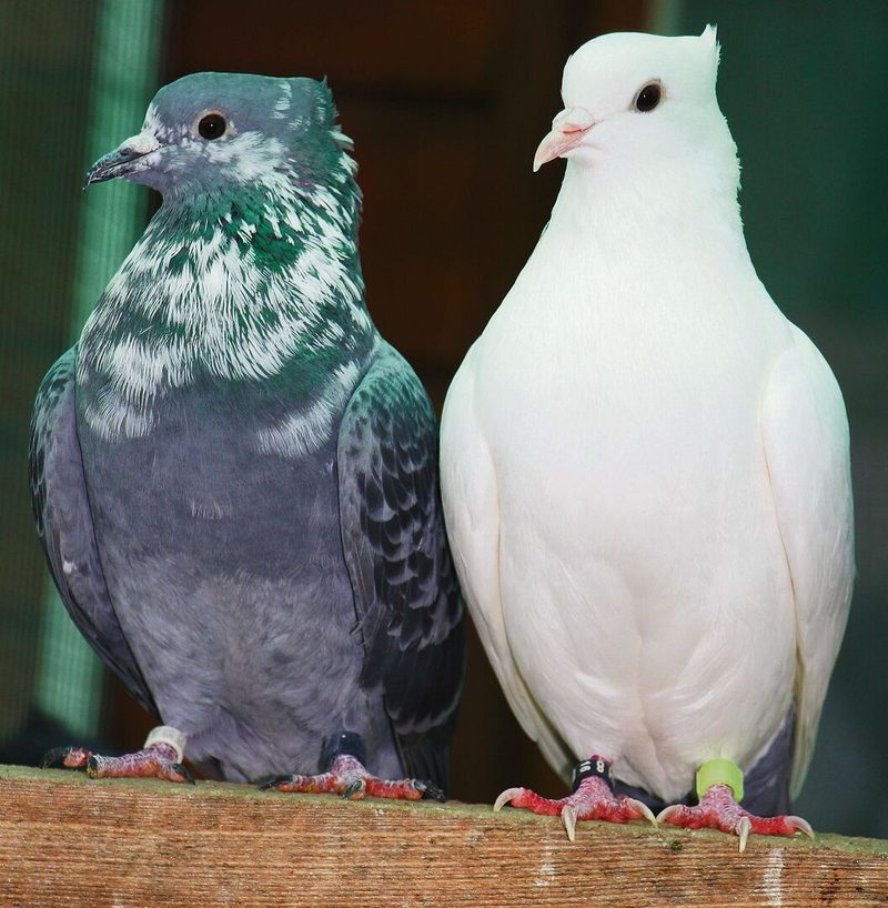 Schweizer Tauben: Berner Gugger und Wiggertaler Farbenschwanz (weiss).