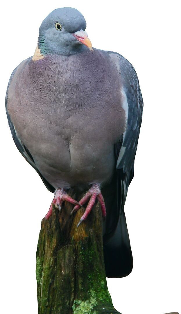 Ringeltaube