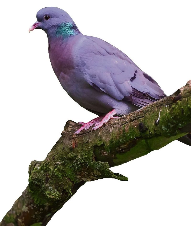 Hohltaube