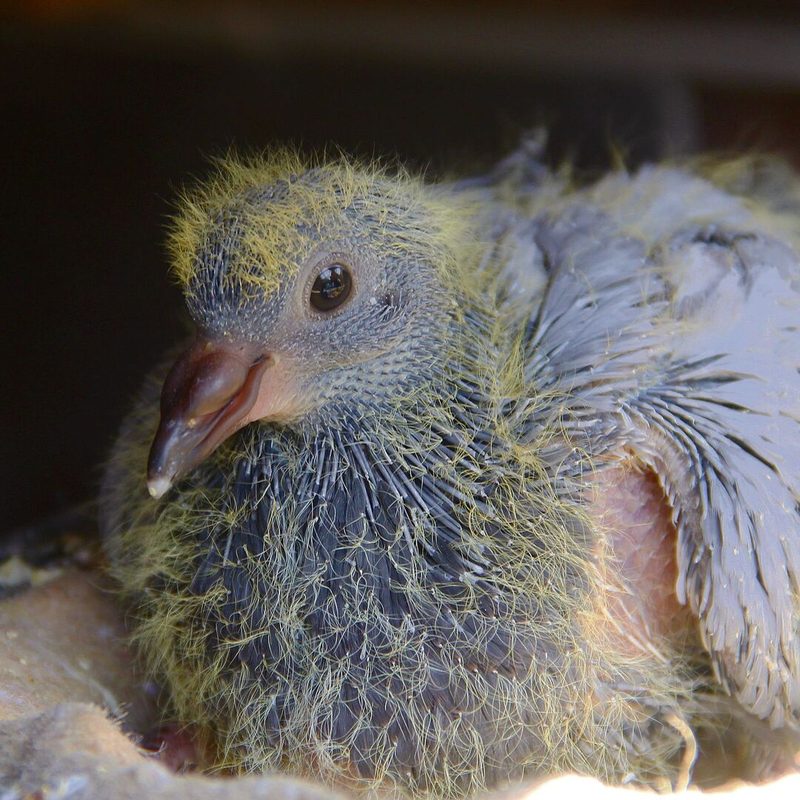 Babytaube