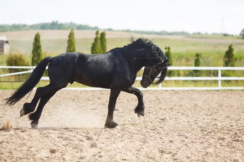 Friese: Schwarze Perle mit eleganten Gängen aus den Niederlanden
