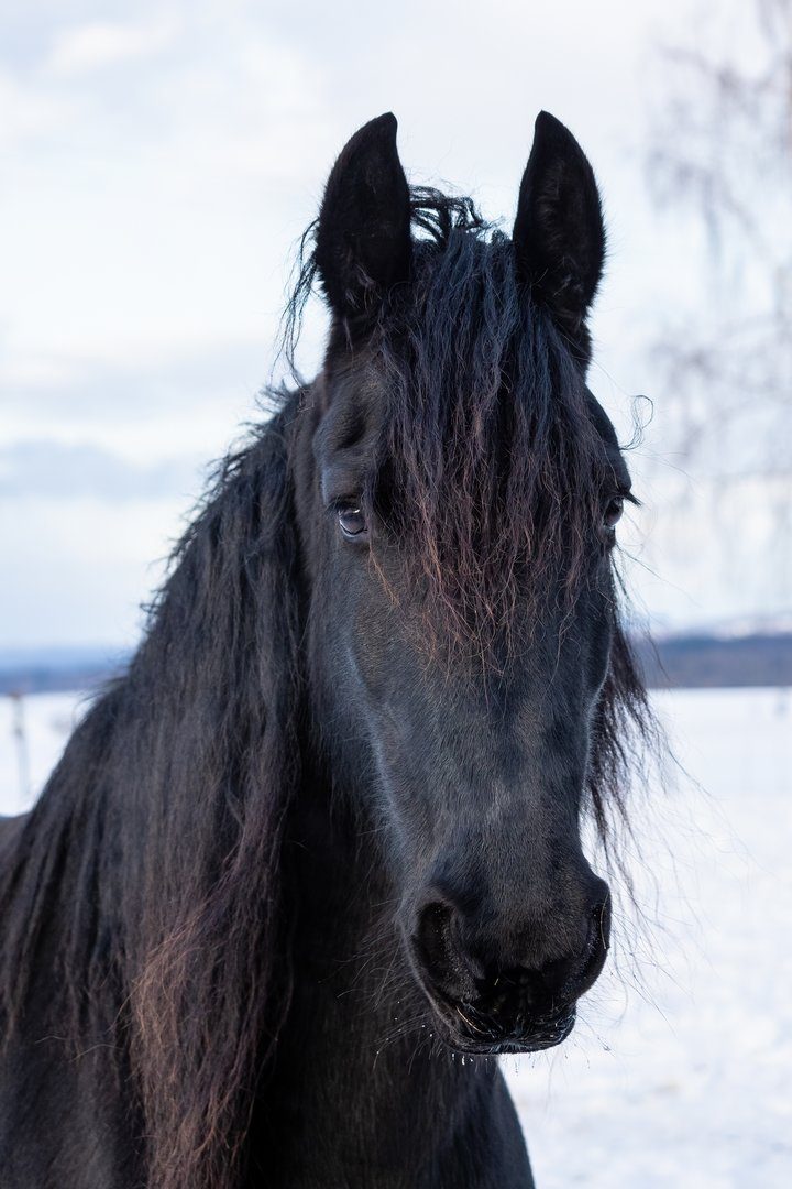 Friese: Schwarze Perle mit eleganten Gängen aus den Niederlanden