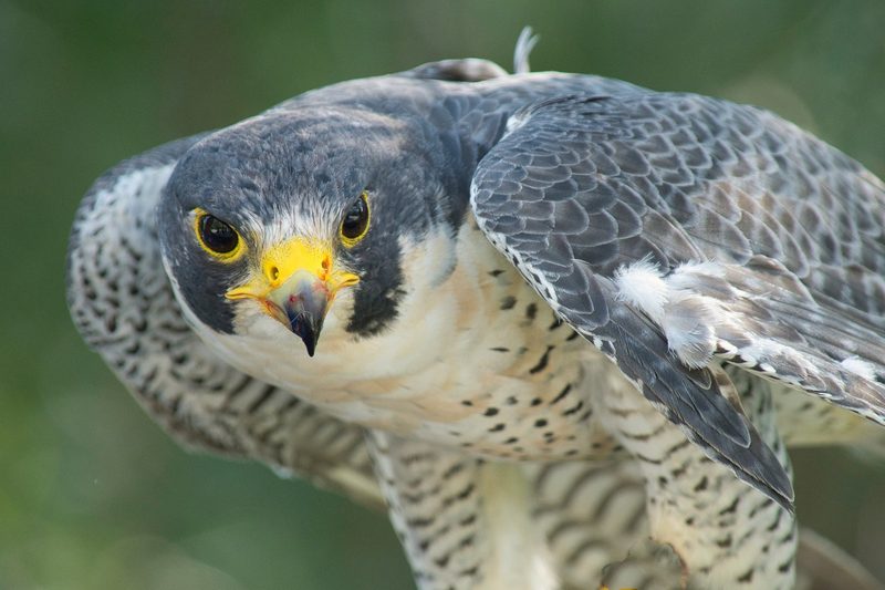 Tierische Rekorde: Die erstaunlichsten Superkräfte der Natur