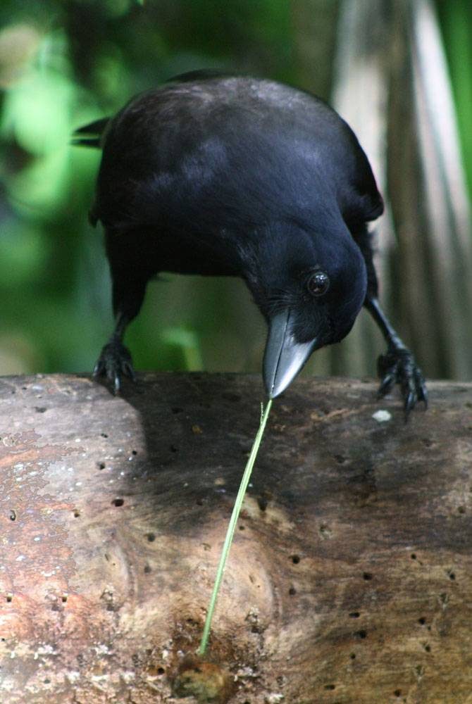 Tierische Rekorde: Die erstaunlichsten Superkräfte der Natur