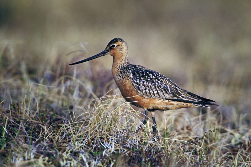 Tierische Rekorde: Die erstaunlichsten Superkräfte der Natur