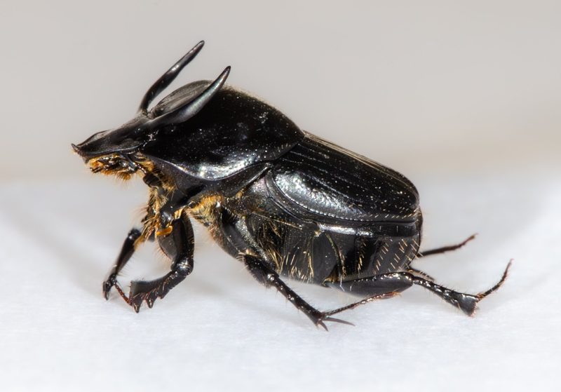 Tierische Rekorde: Die erstaunlichsten Superkräfte der Natur