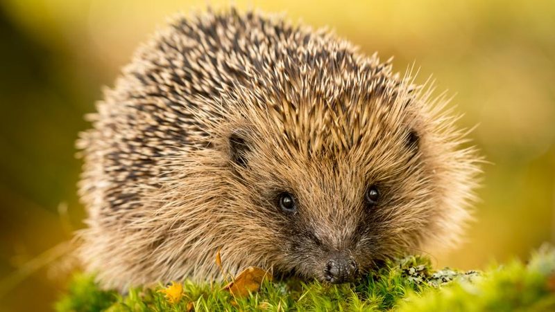 Igel auf Moos