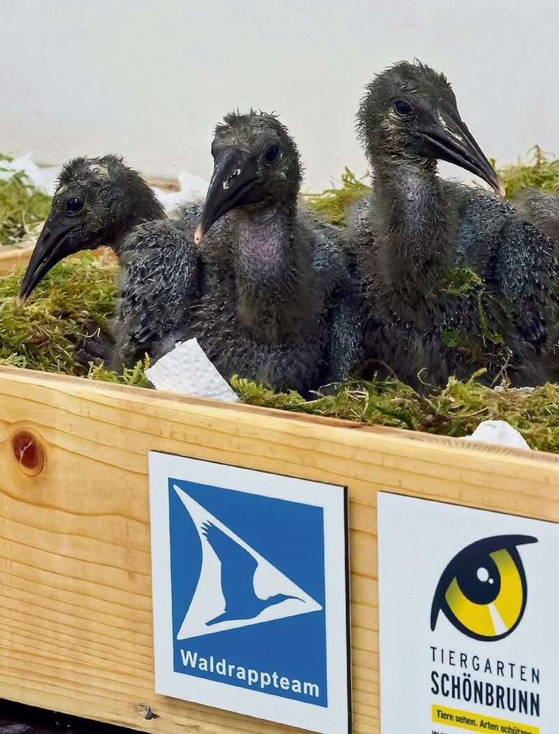 Junge Waldrappe aus Zoos werden von Hand aufge-zogen und erlernen im Herbst das Zugverhalten über die Alpen.