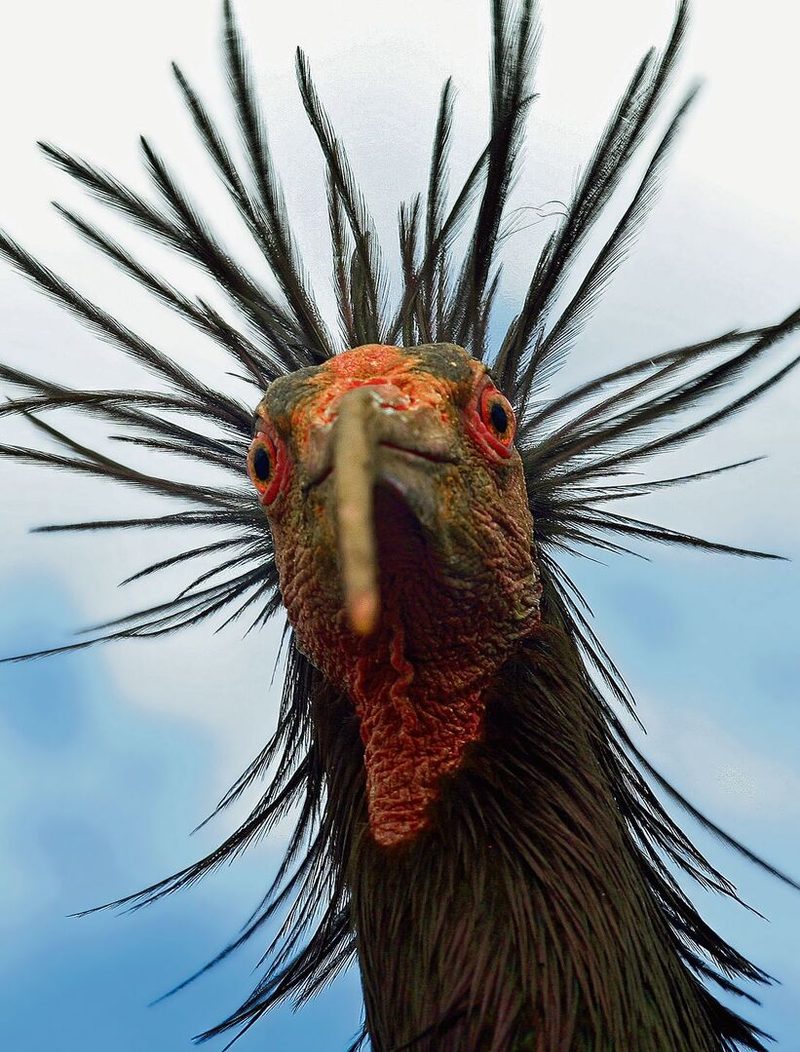 Altvogel