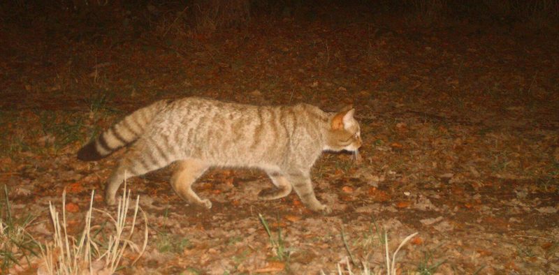 Anhand des individuellen Fellmusters können Wildkatzen auf Fotos eindeutig identifiziert werden.