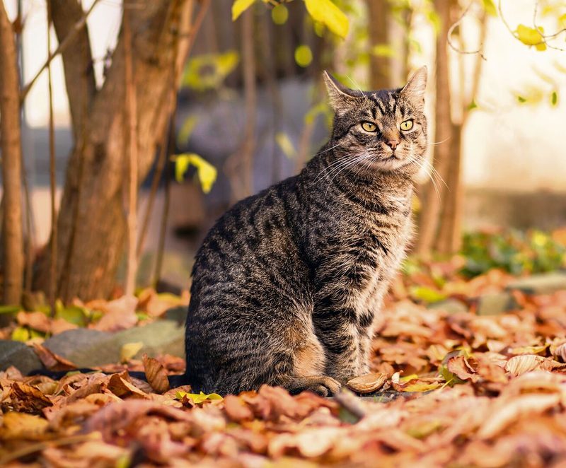 Hauskatze