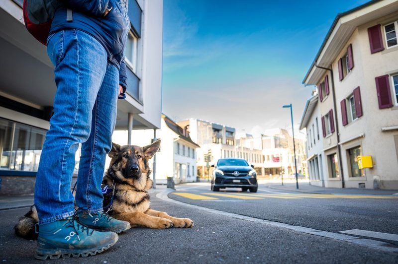 Vom Welpen zum Hund