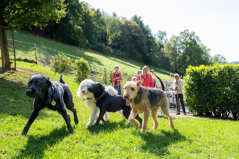Vom Welpen zum Hund