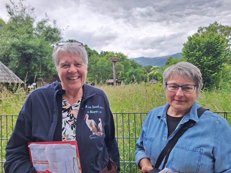 Storchenberingung in Altreu: Wie junge Störche für die Forschung markiert werden