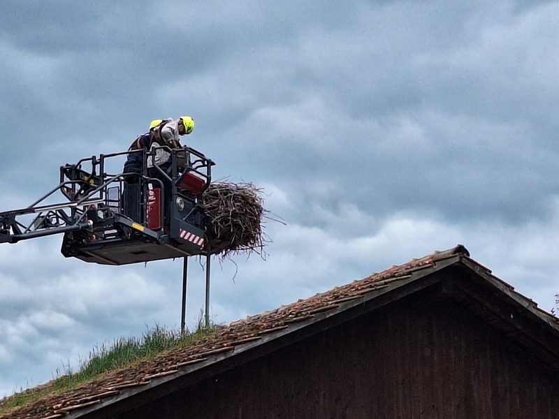 Storchenberingung in Altreu: Wie junge Störche für die Forschung markiert werden
