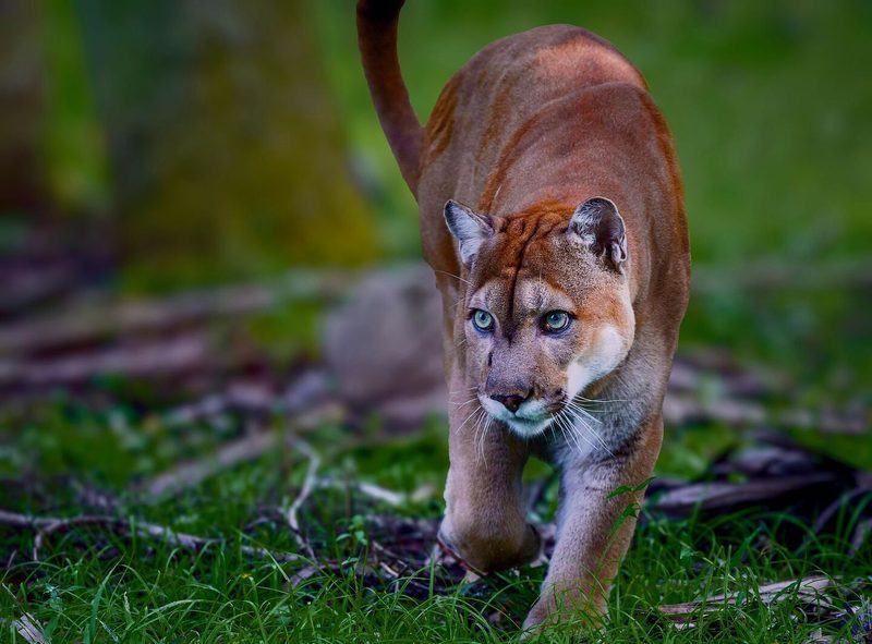 Lisa Andrews kennt das Big Cypress National Preserve wie ihre Westen-tasche. Das Wohl des Florida Pumas liegt ihr besonders am Herzen.