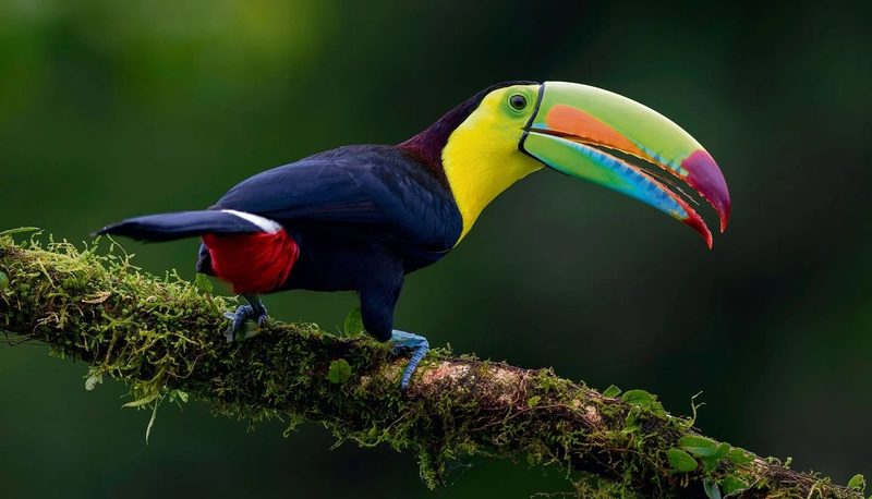 Costa Rica: Wo die Erde atmet und der Wald singt