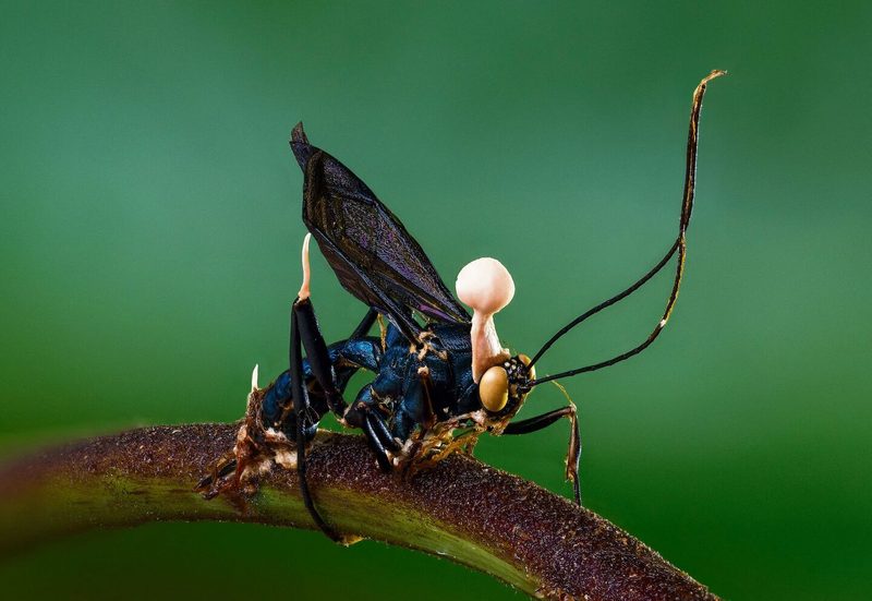 Der Zombiepilz manipuliert Insekten für seine eigene Vermehrung.