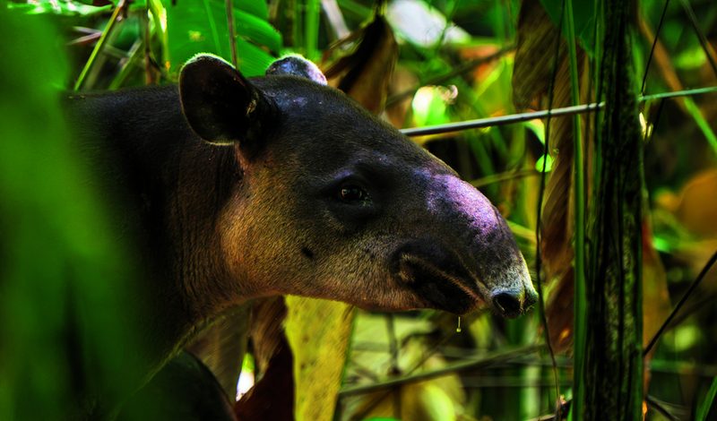 Das Tapir ist vor allem nachts unterwegs und spielt als Samenverbreiter eine wichtige Rolle für den Walde.