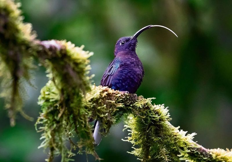 Costa Rica: Wo die Erde atmet und der Wald singt