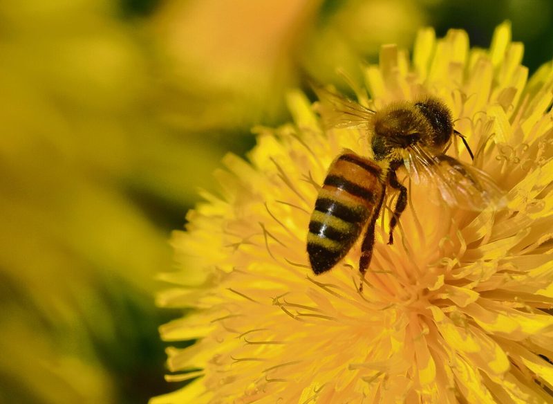 Der Löwenzahn: ein Festessen für hungrige Bienen.