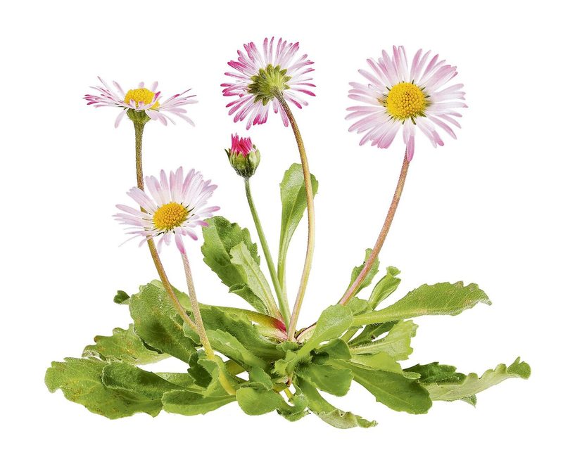 Gänseblümchen