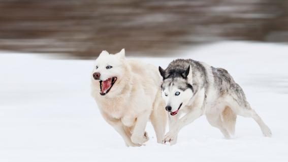 freilaufende-hunde.jpg