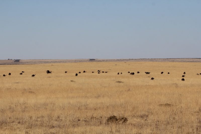 Grüner Kardinal: Haubenträger aus der südamerikanischen Trocken-Vegetation