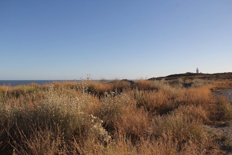 Grüner Kardinal: Haubenträger aus der südamerikanischen Trocken-Vegetation