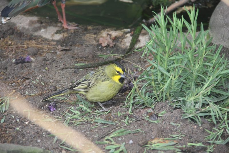 Grüner Kardinal: Haubenträger aus der südamerikanischen Trocken-Vegetation