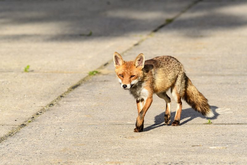 Was den Fuchs in die Stadt zieht