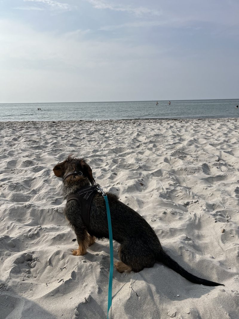 Frieda auf Deutschlandreise