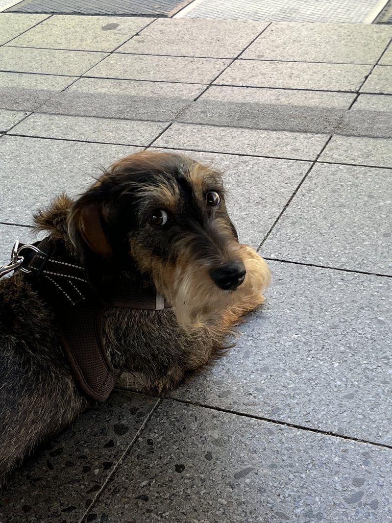 Frieda auf Deutschlandreise