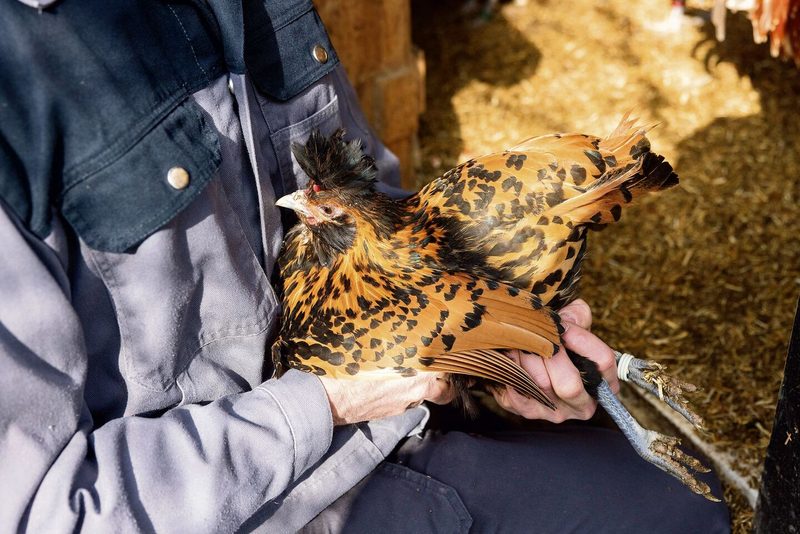 Bei Alexander Morf sind dank Rassegeflügel die Eier das ganze Jahr bunt