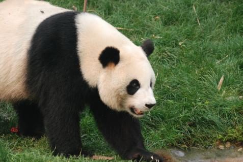 Pandababys in Chengdu