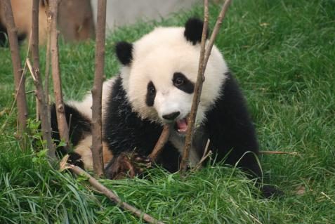 Pandababys in Chengdu